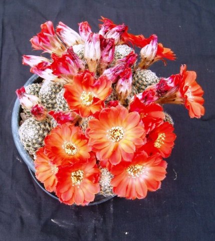 Rebutia_gracilispina